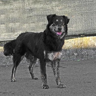 A Cosseria giro di vite sui cani liberi