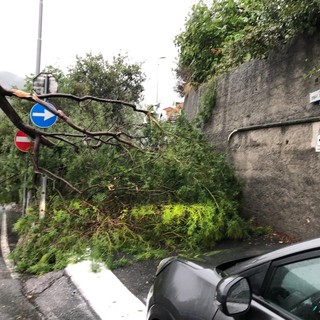 Maltempo, a Tovo S. Giacomo crolla un albero di mimosa: via Giorni Santarò bloccata