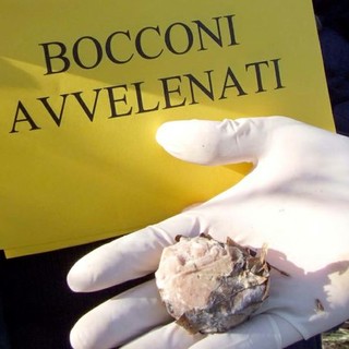 Bocconi avvelenati a Ferrania: la 'denuncia' corre su Facebook