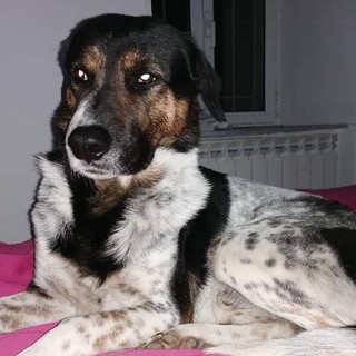 Bryan, il cane smarrito a Vado, ritrovato senza vita