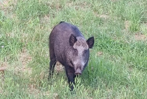 La femmina di cinghiale uccisa, fotografa da una volontaria dell'associazione animalista