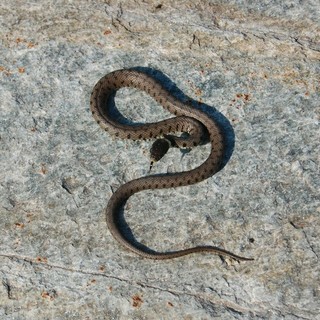 Albenga: allarme serpente in Piazza del Popolo