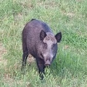 La femmina di cinghiale uccisa, fotografa da una volontaria dell'associazione animalista