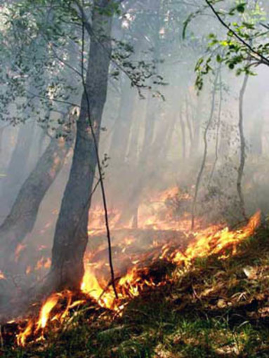 Varazze: incendio di bosco per colpa di un camion