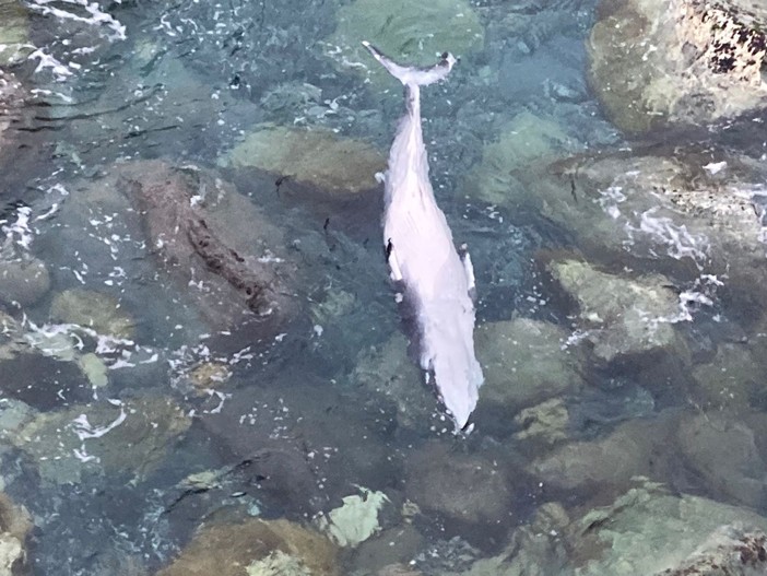 Varazze, avvistata la carcassa di una balenottera minore sotto Lungomare Europa