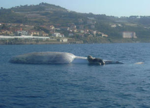 Savona: il Santuario dei Cetacei secondo l'Enpa