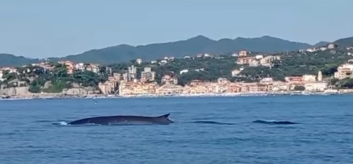 La &quot;danza&quot; delle balenottere incanta al largo di Celle Ligure