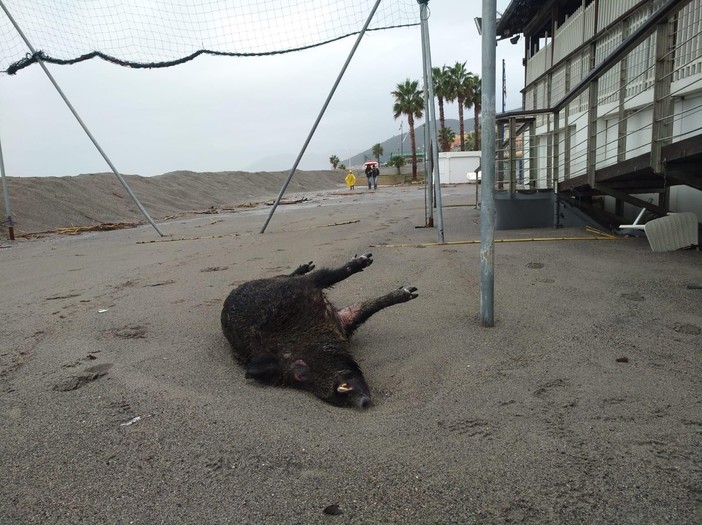 La furia dei torrenti porta sulla spiaggia di Loano una carcassa di cinghiale