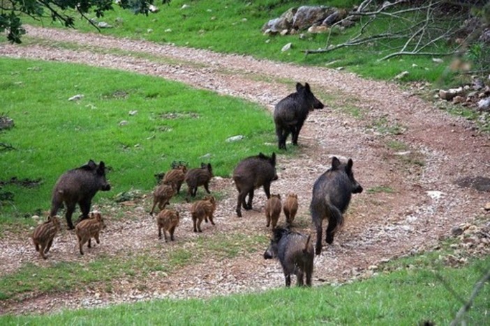 Vietato dare da mangiare ai cinghiali, il sindaco di Vado firma un'ordinanza