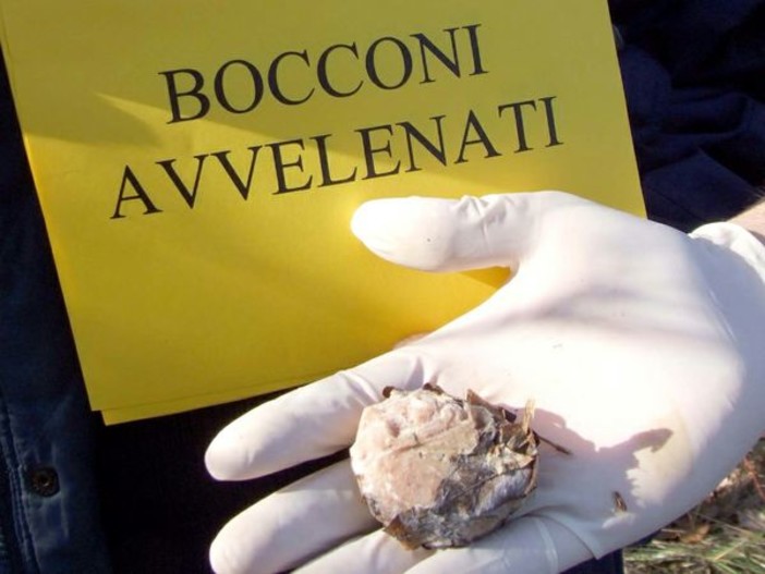 Bocconi avvelenati a Ferrania: la 'denuncia' corre su Facebook