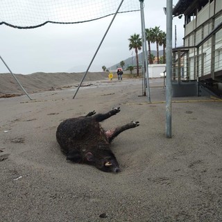 La furia dei torrenti porta sulla spiaggia di Loano una carcassa di cinghiale