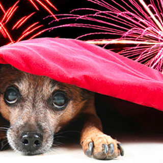 Fuochi artificiali, i consigli per i possessori di animali