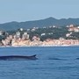 La &quot;danza&quot; delle balenottere incanta al largo di Celle Ligure