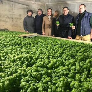 Celle, il Presidente Toti visita le produzioni di basilico dell'azienda Calcagno