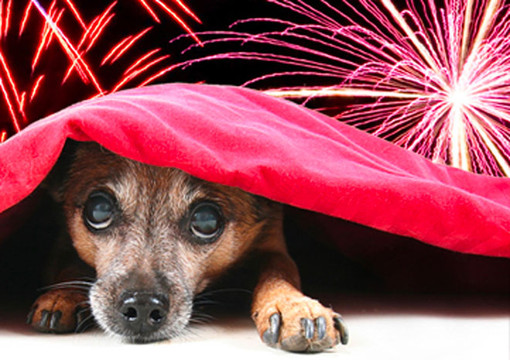 Fuochi artificiali, i consigli per i possessori di animali