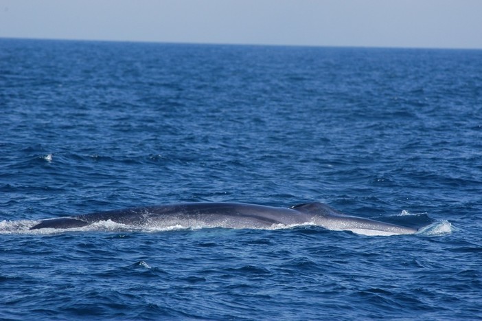 Avvistamenti da record al &quot;Santuario dei Cetacei&quot;: boom di balenottere nel nostro mare