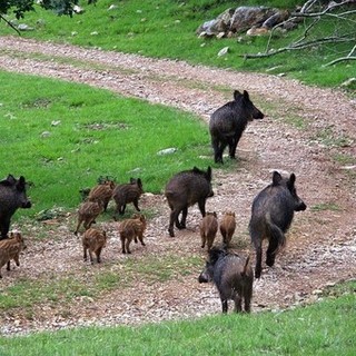 Vietato dare da mangiare ai cinghiali, il sindaco di Vado firma un'ordinanza