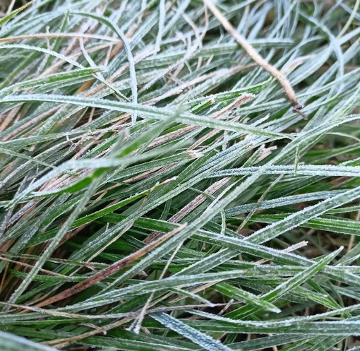 La brina arriva in Val Bormida: temperature vicino allo zero in diverse località dell'entroterra