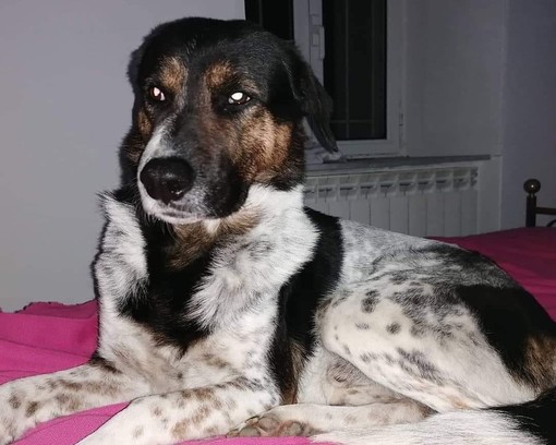 Bryan, il cane smarrito a Vado, ritrovato senza vita