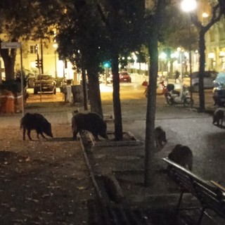 Savona, cinghiali a Zinola: i piccoli catturati e liberati in Val Bormida, abbattuti due adulti