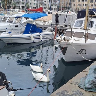 Savona, due cigni protagonisti inattesi nelle acque della Darsena (FOTO)