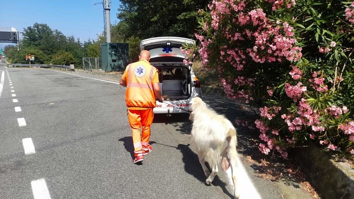 Savona, trovato in autostrada un caprone: rintracciato il proprietario (FOTO)