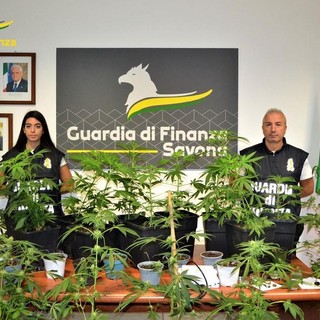 Coltiva marijuana in casa, denunciato un 54enne