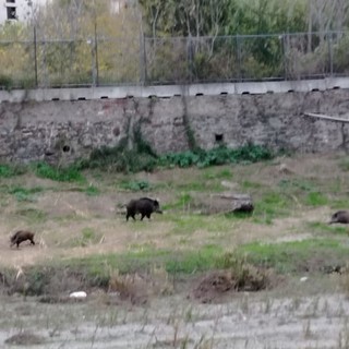 Savona, un branco di cinghiali nel greto del Letimbro