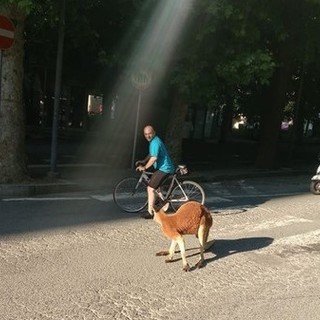 Savona, il canguro Tom a spasso in piazza del Popolo tra lo stupore dei passanti (FOTO e VIDEO)