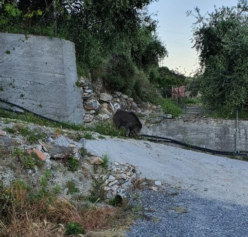 Coldiretti su fauna selvatica: &quot;Numeri fuori controllo, servono interventi di contenimento immediati&quot;