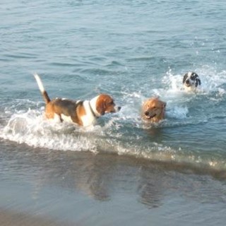 Loano attrezza le spiagge comunali per accogliere “l’amico a quattro zampe”.