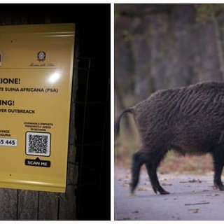 Valloria, spuntano i cartelli &quot;Attenzione peste suina africana&quot;