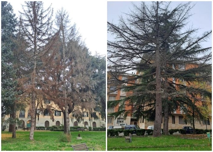 Verde pubblico, &quot;Insieme per Carcare&quot;: &quot;Gli abeti nei giardini del 'Calasanzio' sono secchi, vanno rimossi&quot;. Mirri: &quot;Intervento già programmato&quot;