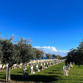 Borghetto, olio in cambio della potatura: anche al cimitero delle Rive è tempo per la raccolta di olive