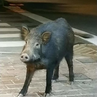 Spotorno, un cinghiale a spasso per le vie della città (FOTO)