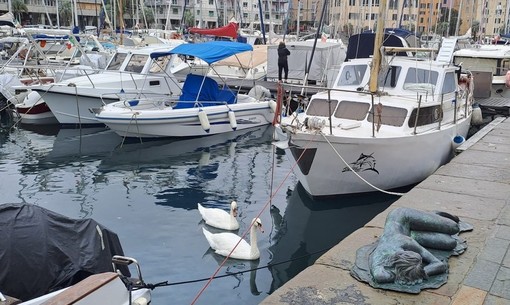 Savona, due cigni protagonisti inattesi nelle acque della Darsena (FOTO)