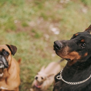 A Genova un corso gratuito per chi vuole adottare un cane 'impegnativo'