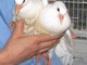Enpa: colombe della pace maltrattate e abbandonate nei pressi dell'autogrill di Varazze