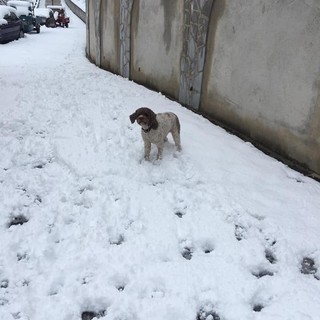 Esemplare di cane di pura razza lagottino cerca casa