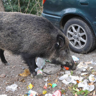 Savona e i cinghiali vicino alle abitazioni: già abbattuti 10 ungulati nel periodo estivo