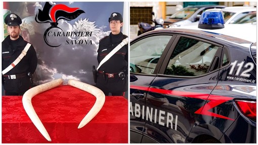 Alassio, carabinieri sequestrano zanne di elefante detenute illecitamente: proprietario denunciato
