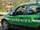 Zuccarello, taglio illecito di verde ornamentale: denunciati due cittadini albanesi