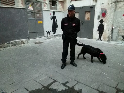 Il cane &quot;Joy&quot; setaccia i vicoli di Albenga: droga dissotterrata dai vasi e sequestrata