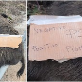 Cinghiale ucciso a bordo strada a Sassello, il vicepresidente Piana risponde al sindaco Buschiazzo: &quot;No a personalismi, serve fronte comune dei territori&quot;