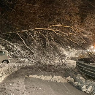 Stella, cade albero sulla 542: intervento dei vigili del fuoco