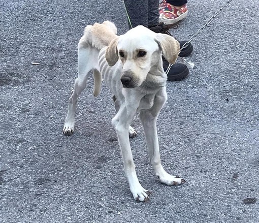 Cane malnutrito abbandonato nei boschi di Roccavignale, era legato con una catena ad un albero (FOTO)