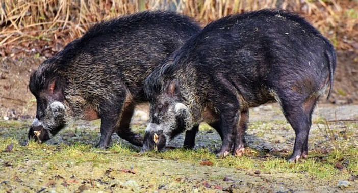 Celle Ligure, troppi cinghiali vicino alle case: firmata un’ordinanza