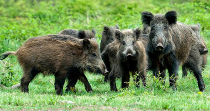 Prorogata la caccia al cinghiale in Liguria fino a gennaio