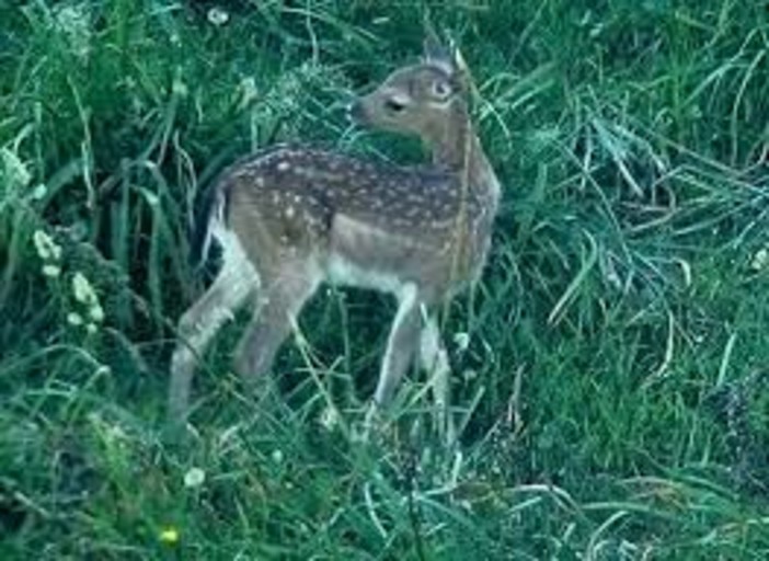 Bergeggi cucciolo di daino salvato dai Vigili del Fuoco