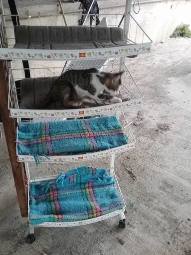 Vado Ligure: nasce una nuova oasi felina sotto il ponte nuovo del torrente Segno